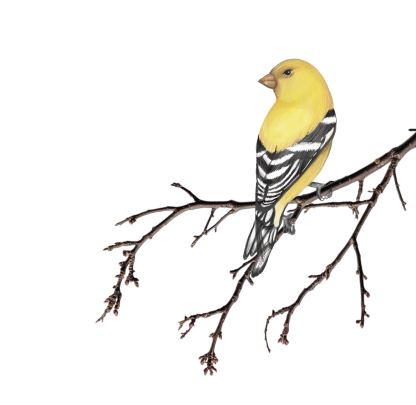 Rejoicing companion bird